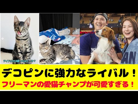 デコピンに強力なライバル誕生！フリーマンの愛猫チャンプが可愛すぎる！