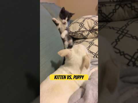 When you can stop playing with your sibling #kitten #puppy #chihuahua #pets #cute #funnypets