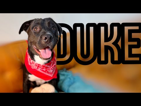 Darling Duke the perfect family dog looking for love