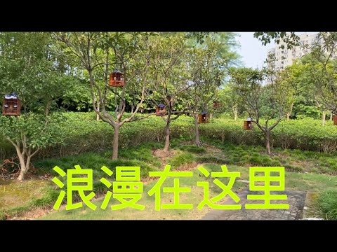 上海小公园的鸣禽早上