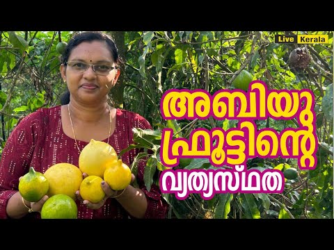 Abiu fruit Farming