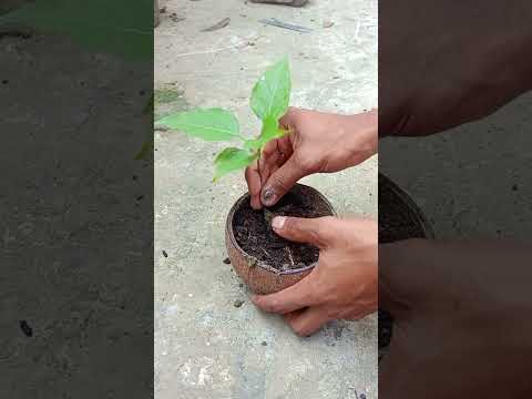 Reusing a coconut shell propagate #reuse#shots