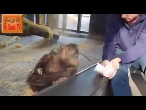 Monkey sees a magic trick