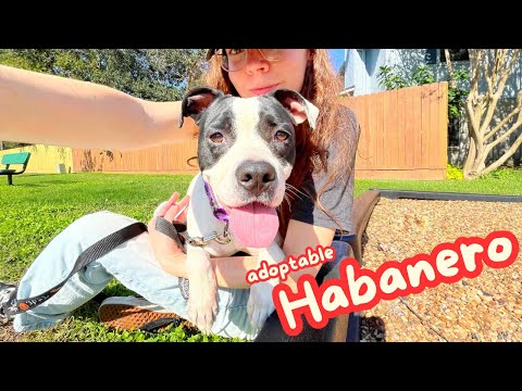 Rescue dog Habanero gets a gold star for good behavior!