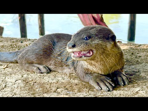 "Otter Cuteness Overload: Funny and Playful Moments Caught on Camera"