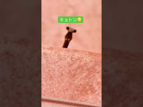 立冬(11/7)の冷え込む早朝カマキリひょっこり階段に😶