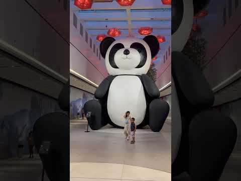 The biggest Panda #shortvideo #shorts #short #youtubeshorts #shortvideo #panda  #trending #video