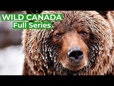 Wild Canada - Nature's Untamed Beauty | Full Series | Free Documentary Nature