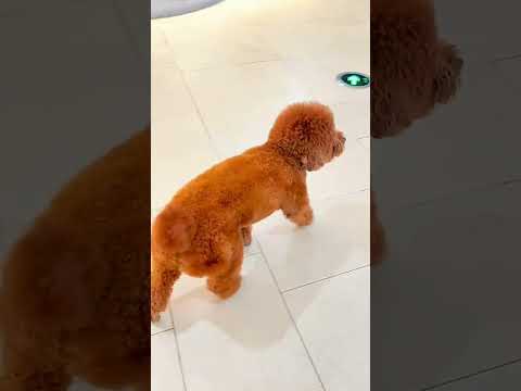 How Many Times Do You Take Your Teddy Bear Dog Out to Play? | Century City Mall