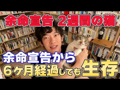 【DaiGo】余命宣告 された 猫 が、余命宣告から6ヶ月経過しても生きている 癒やし エピソードに感動!【切り抜き】