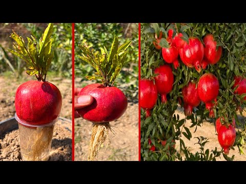 Growing pomegranate trees with garlic natural Harmonies | easiest way to grow pomegranate trees |