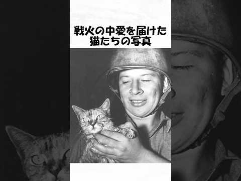 戦火の中愛を届けた猫たちの写真