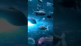 I was so excited😆 to do a video in BHEL aquarium ❤️❤️😆☺️and it continued 😝😋