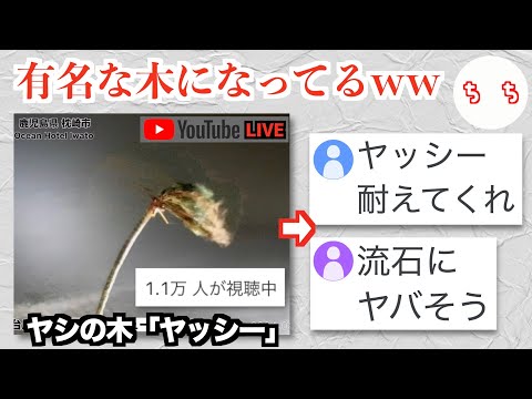 台風に耐えるヤシの木「ヤッシー」、同接1万人の前で今年も視聴者に勇気を与えるww