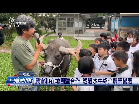 請水牛做老師 嘉義大林在地團體辦食農教育 | 公視台語台 | 20241112