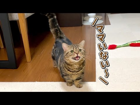 ママの姿が見えなくなると寂しくて泣いちゃう猫が可愛すぎる…！