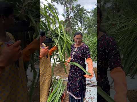 വിളവെടുപ്പിന് ശേഷം ഡ്രാഗൺ തണ്ടുകൾ വില്പനയ്ക്ക് | dragon fruit stem cutting for sale in kerala