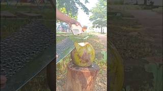 Very unique coconut peeling skills #coconut #cuttingskills