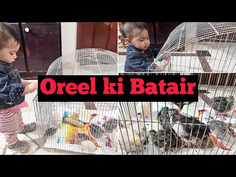 Batair | Chicks in the house | daily vlogs  #trending #youtube #viralvideos #ytshortsvideo #yt