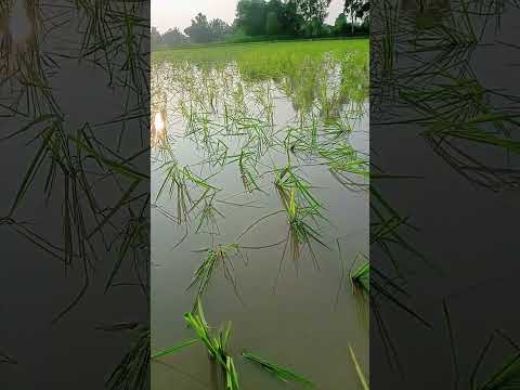 Newly planted rice 🌾#farming #rice #dhan #cereal #foodfarm #punjabisong #kisan