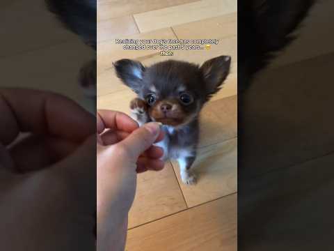 Unbelievably Cute Chihuahua Transformation 😭💔