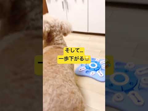 【石橋を叩きすぎて渡れない犬🐶】ビビリ犬VS知育玩具が面白すぎた🤣#デカプー