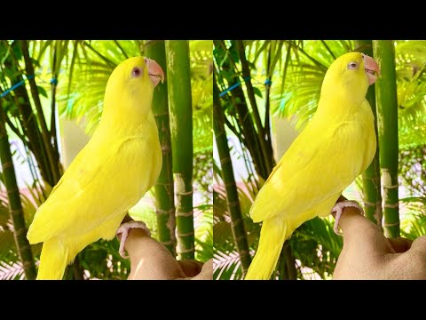 I am yellow the most beautiful parrot 💛🐤