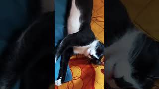 Cat  alaparai 😂in home😹😹 #okentertainments #catlover #pets #shortsvideo #comedy #viral