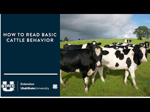 How to Read Basic Cattle Behavior