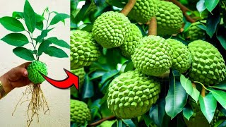 how to easily multiply sugar apple trees from fruit - growing fruits.