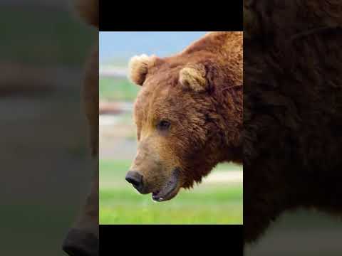 Mama bears fiercely protect their cubs, even from larger bears.