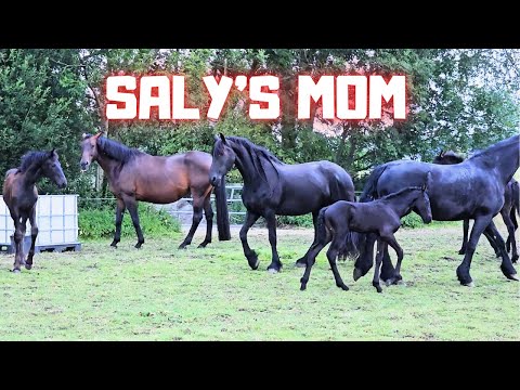 A question from a comment! What was Saly's mother like? | Belle bites | Friesian Horses