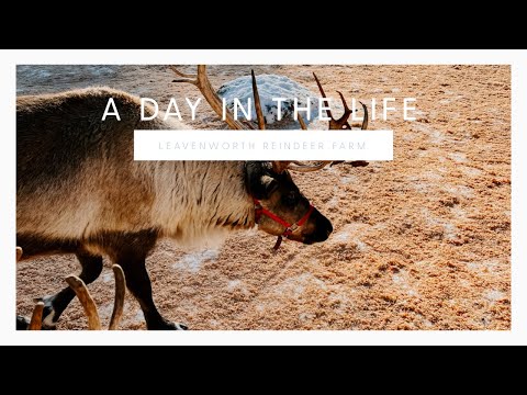 Leavenworth Reindeer Farm 2022 | VLOG