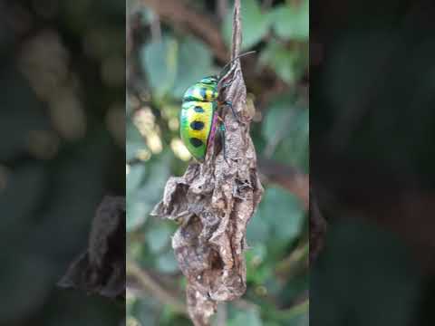 Bug🐞😱😳 #viral #video #populer #ladybug #amazing #respect