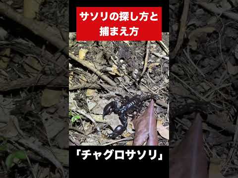 サソリの探し方と捕まえ方