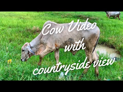 Cow video and the evening countryside view