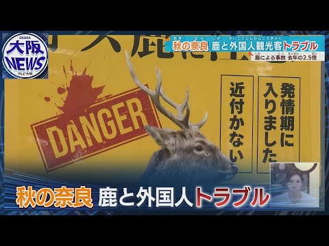 【秋の奈良に異変】叩かれる鹿とケガをする外国人観光客…トラブルの現状と対策は？