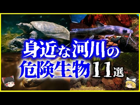 【ゆっくり解説】身近な日本の河川に棲む危険生物11選を解説