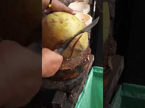 Very fantastic coconut cutting ASMR #satisfying #cuttingskills #streetfood #youtubeshorts #Gatchie