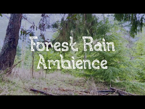 Rainy Day in a Spring Forest (light rain, gentle wind, bird songs)