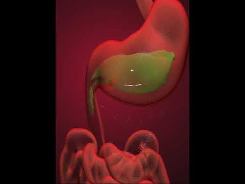 Digestive system-  Duodenum  (3D Animation)