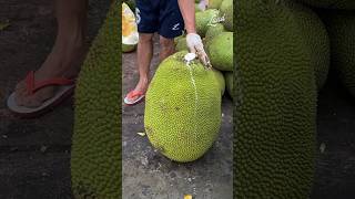 Giant Jackfruit