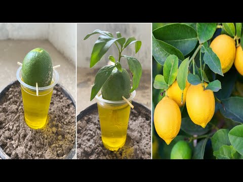 Grow lemon from lemon fruit | rooting powder very helpful thing | easiest procedure in the world |