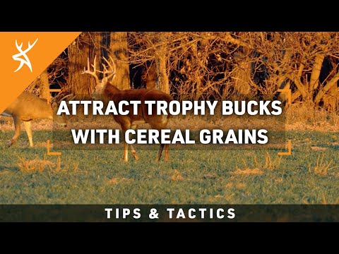 Attract Trophy Bucks with Cereal Grains