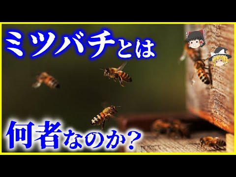 【ゆっくり解説】太古から人類の重要なパートナー⁉️「ミツバチ」とは何者なのか？を解説/在来種ニホンミツバチとセイヨウミツバチの違いとは？