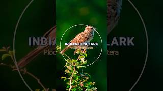 Charming Indian Bushlark Melodies on a Golden Winter Morning