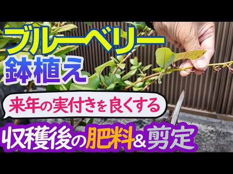 【ブルーベリー鉢植え7～8月】収穫後の肥料＆夏剪定