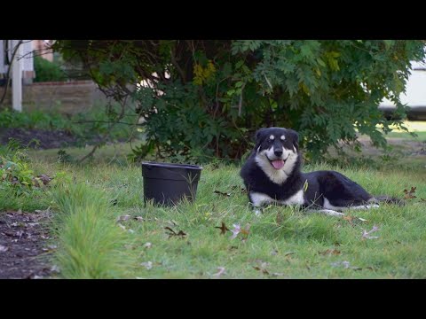 Abandoned dog finds community in one Maryland neighborhood