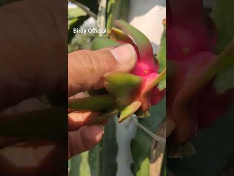 Harvesting My First Dragon Fruit #fruit #dragonfruit