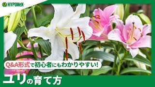 ☘128：ユリの育て方｜きれいな花を咲かせるには？水やりや肥料など日々の管理もご紹介 【PlantiaQ&A】植物の情報、育て方をQ&A形式でご紹介